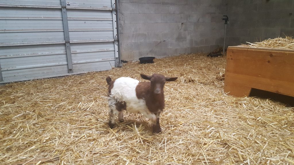 Duffy Fainting Goat Farm Grace Hopper
