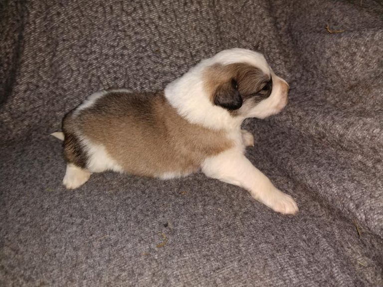 Ah, I remember when I was just a pup.