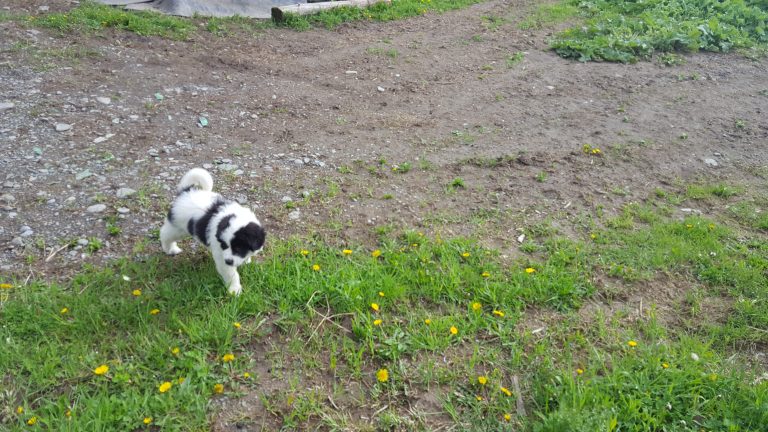 Vaquera exploring.