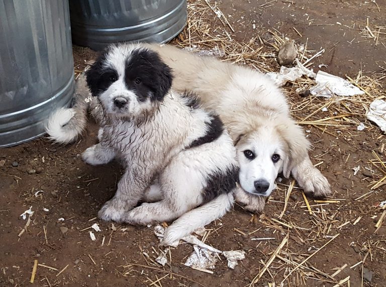 Vaquera and Pastor looking innocent after destroying a roll of paper towels.