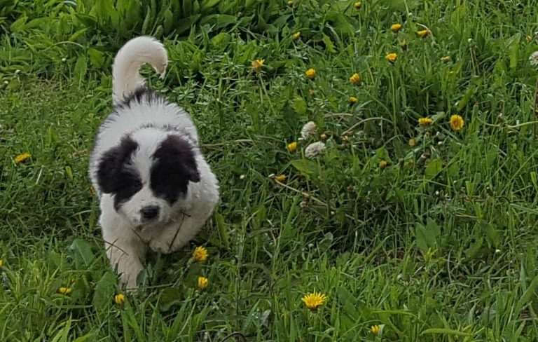 Vaquera bounds through the grass.