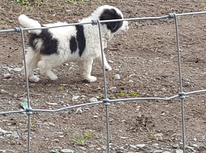Vaquera patrols the fence parameter.